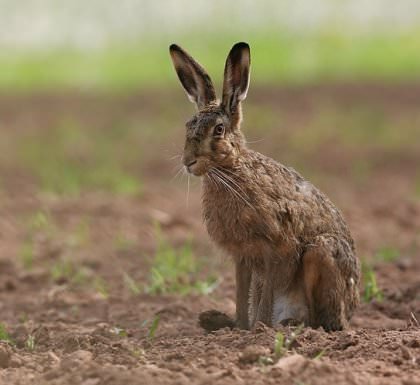 April 2015: Rye Harbour nature reserve sightings